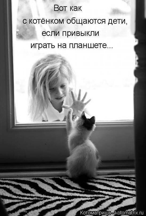 Весёлые котоматрицы - смешные кошки Весёлые котоматрицы - смешные кошки