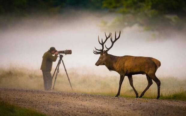 12 умилительных случаев, когда фотографа застали врасплох