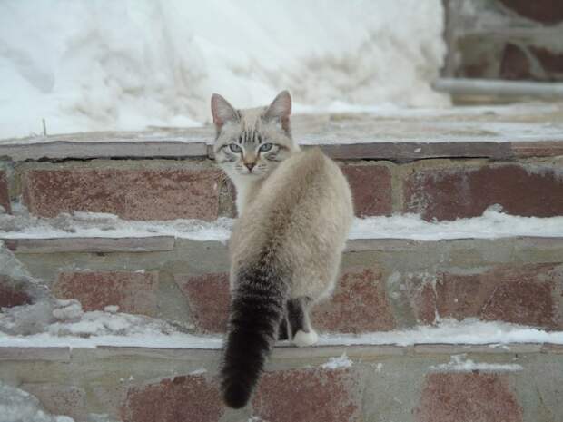 24.  животные, коты