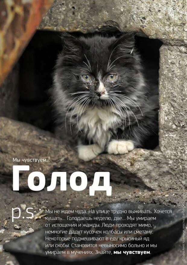 Мы чувствуем, душераздирающий проект о бездомных животных