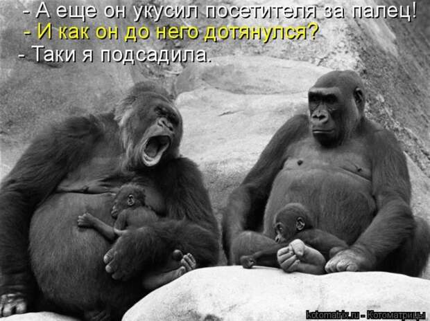 Котяры на приколе и их шаловливые друзья (35 фото)