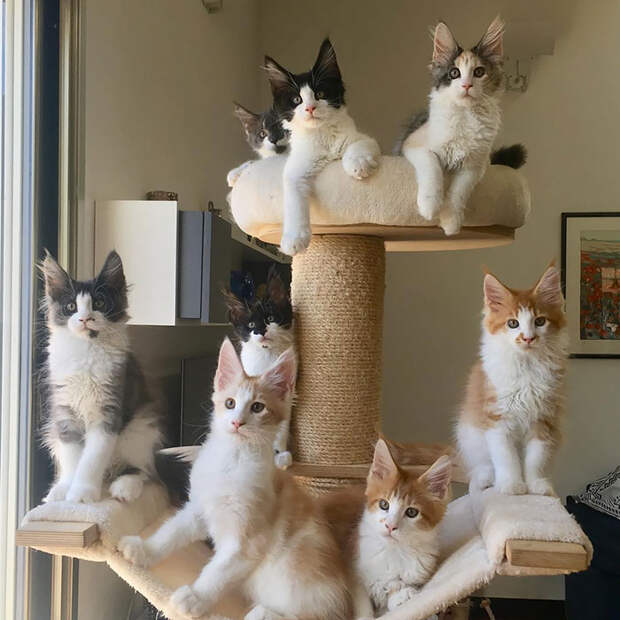 50 котят породы мейн-кун, которые ещё только ждут своего взросления