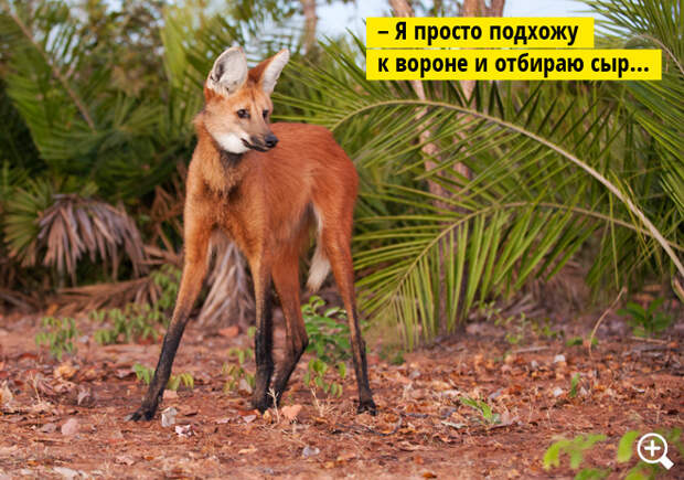 Гривистый волк Гривистый волк