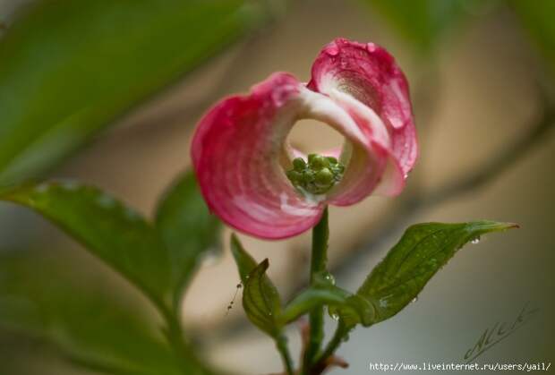 008 (700x474, 121Kb)