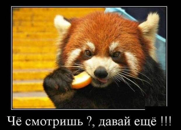 Демотиваторы (30 фото)