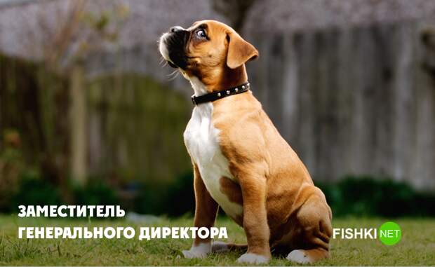 Боксёры такие боксёры боксер, еда, животные, собаки