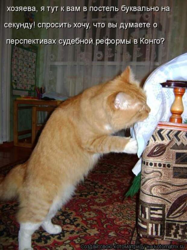 Котоматрицы (картинки с надписями)