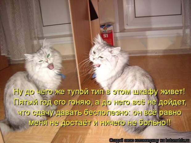 Котоматрица