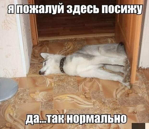 смешные фото, прикол, юмор, смешные картинки 
