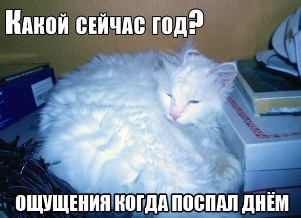 Смешные картинки с надписями прикол, юмор