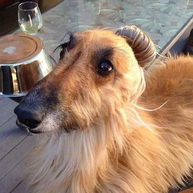Собаки с гульками,  #DogBun