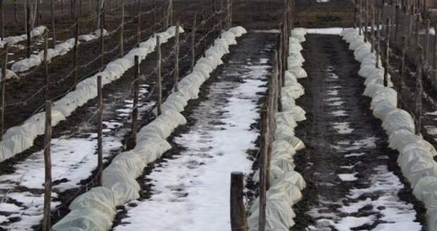 vinogradnik_k_zimovke4