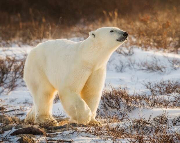 arctic-titan_mini