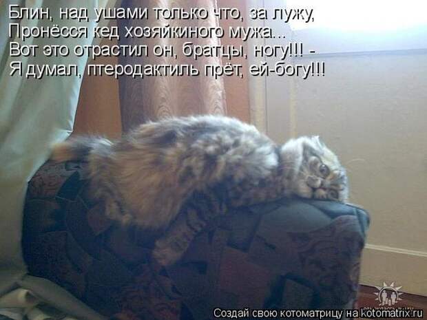 Лучшие котоматрицы недели (50 фото)