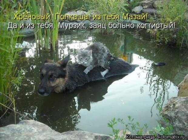 Котоматрицы