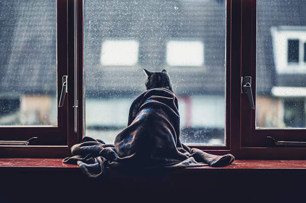 photographing-cats-helps-me-deal-with-my-insecurity-and-dark-past-12__880