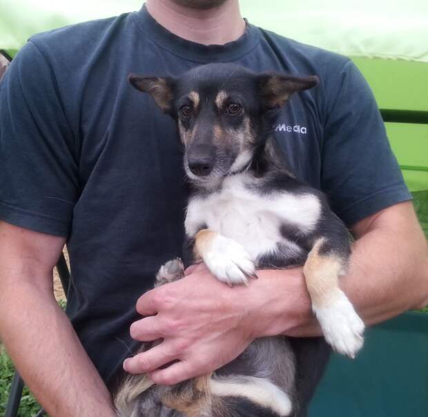 А вот и сегодняшняя скромняшка героиня по кличке Наська животные, история, спасение животного, щенок