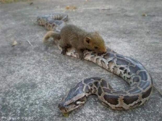 Animal-Photos22