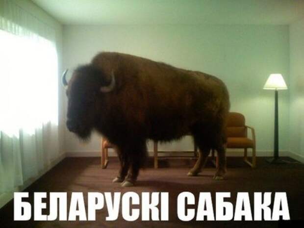 Отличные фото-приколы дня (61 шт)