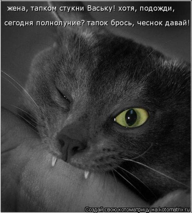 Лучшая котоматрица недели (30 фото)