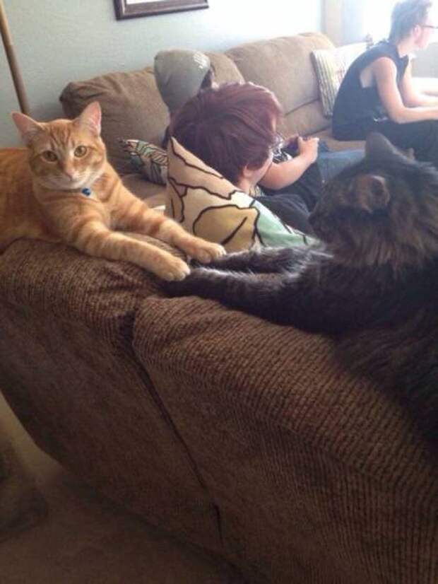 Прикольные картинки на Бугаге (49 шт)