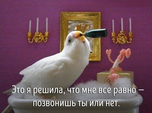 животные ведут себя как люди 