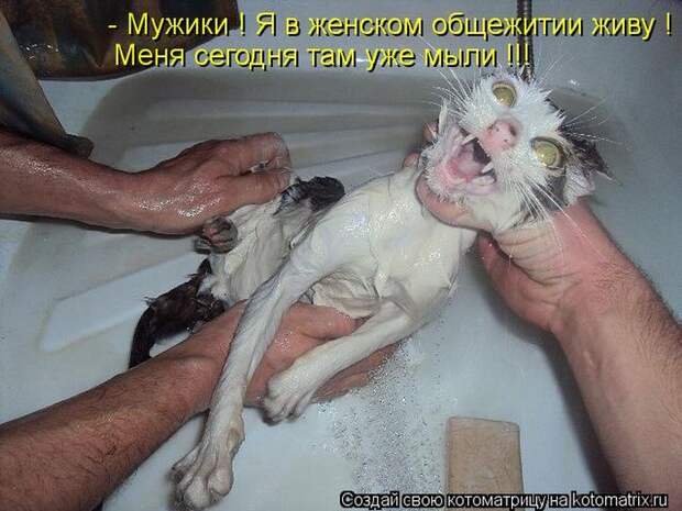 Лучшие котоматрицы недели Лучшие котоматрицы недели
