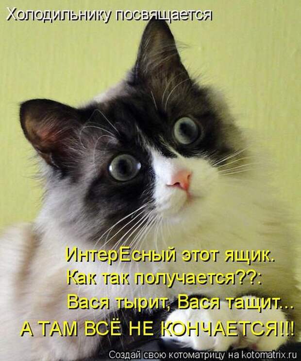 Лучшие котоматрицы недели (50 фото)