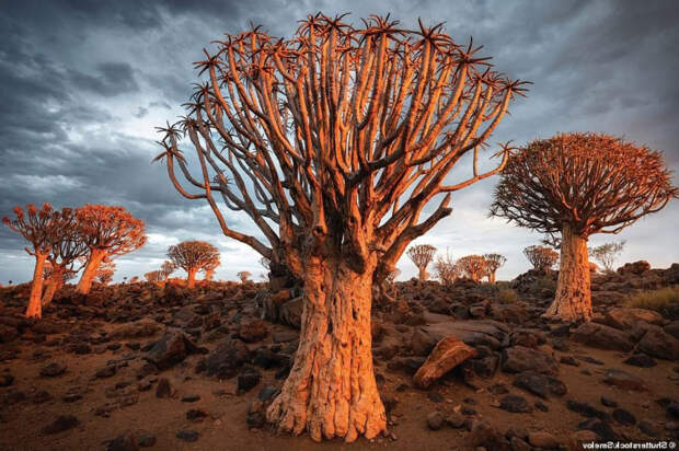 Лесом колчанных деревьев в Намибии