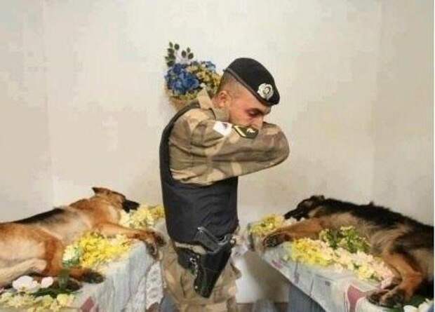 прикол, животные собаки