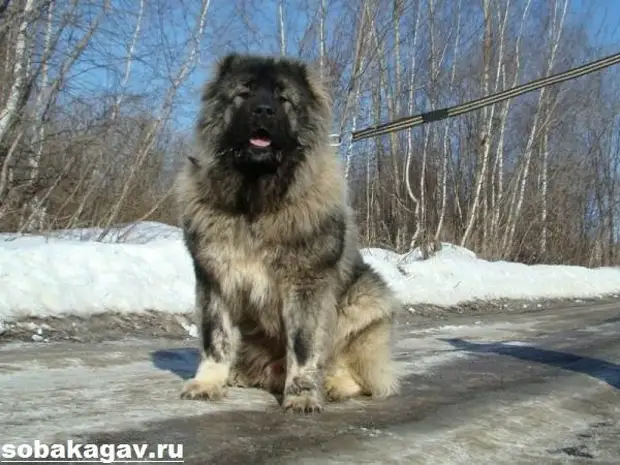 Кавказская овчарка собака. Описание, особенности, уход и цена кавказской овчарки