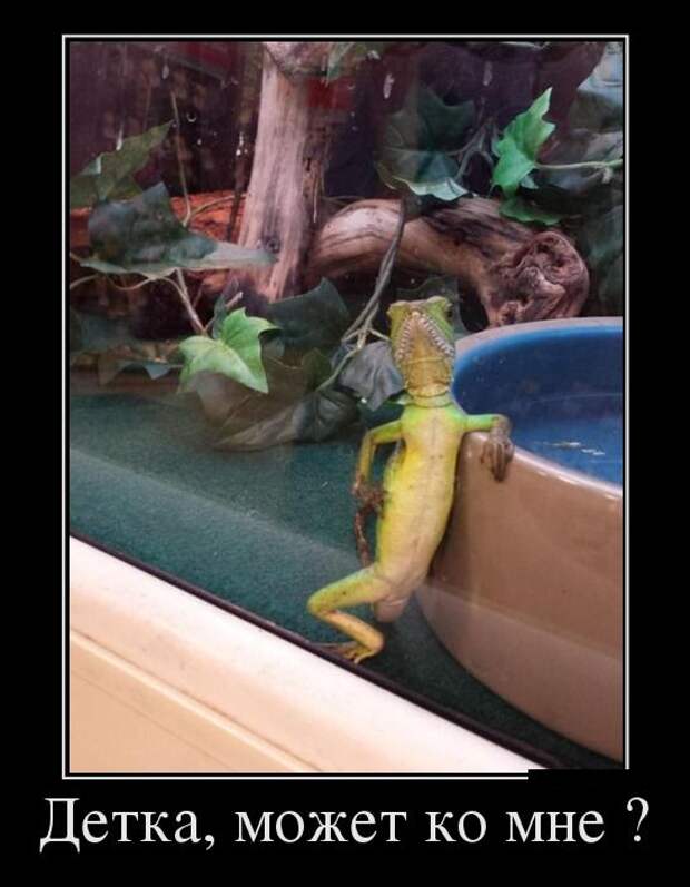 Демотиваторы №1019 (30 фото) Демотиваторы №1019 (30 фото)