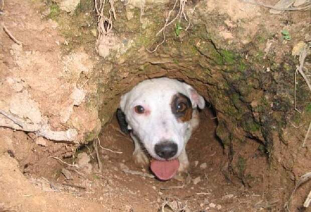 Хаски, бульдог, борзая: почему породы собак называются именно так