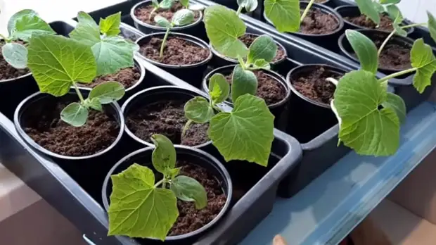 ������� ������ � ����� � ��������� ������ ������ � ���