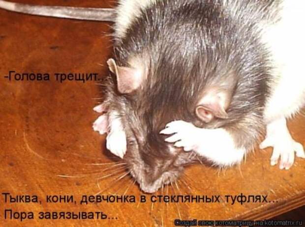 Котоматрица новые за неделю.