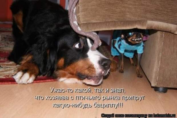 Котоматрица 26