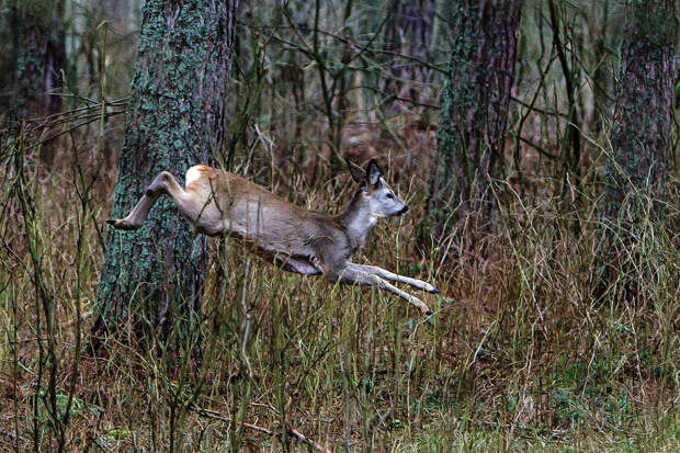 В лесах российского региона увеличилась численность диких животных