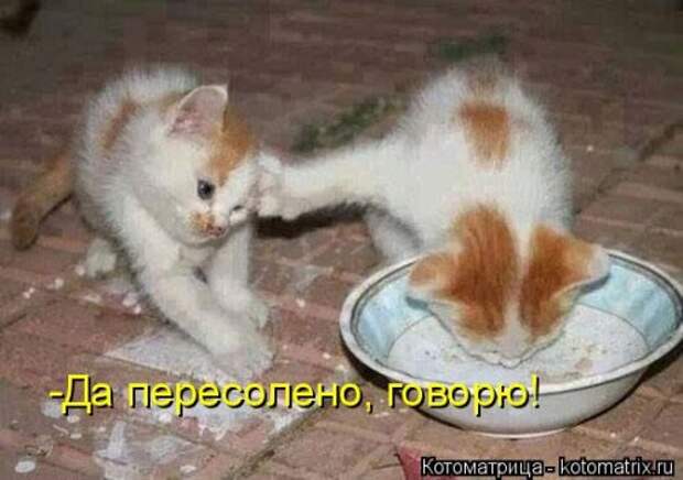 Свежая котоматрица (37 фото)