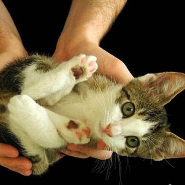 Как приучить котенка к рукам?