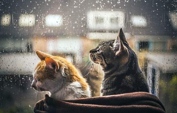 Коты, смотрящие в окно коты, окно, фотографии