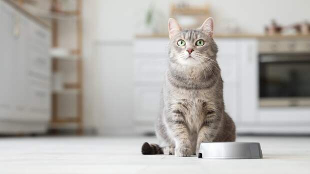 Биологи наконец объяснили, почему кошки не доедают еду в миске