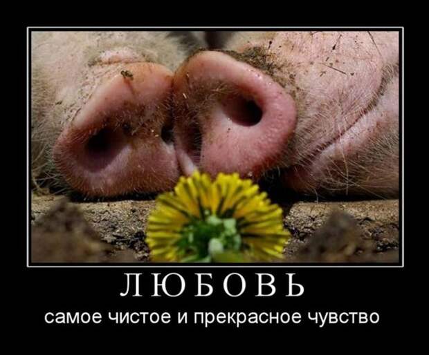 Демотиваторы (30 фото)