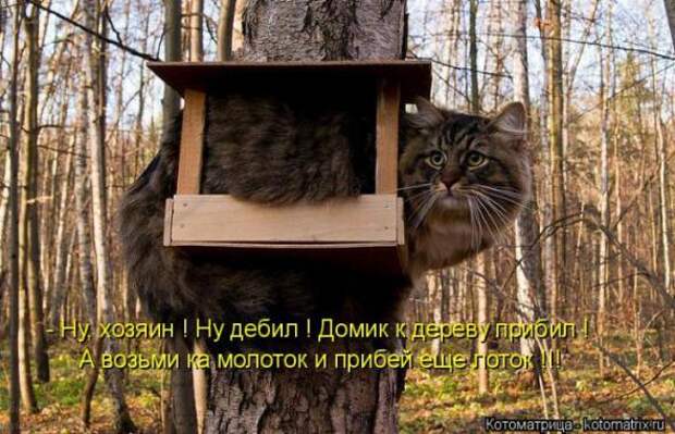 Котоматрицы(картинки с надписями)
