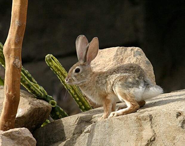 Забавные Животные