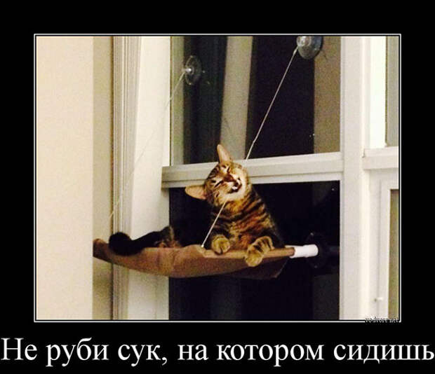 Картинки, приколы