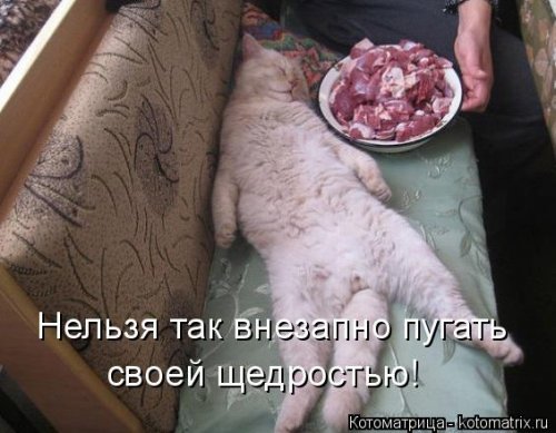 Новая котоматрица на Бугаге (28 фото)