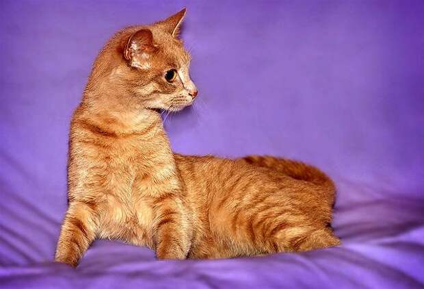 Заинтересованная кошка, фото поведение кошки изображение