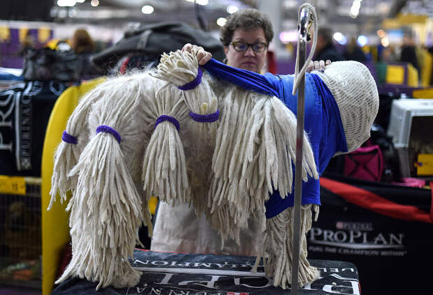 Выставка собак Westminster Kennel Club 2015