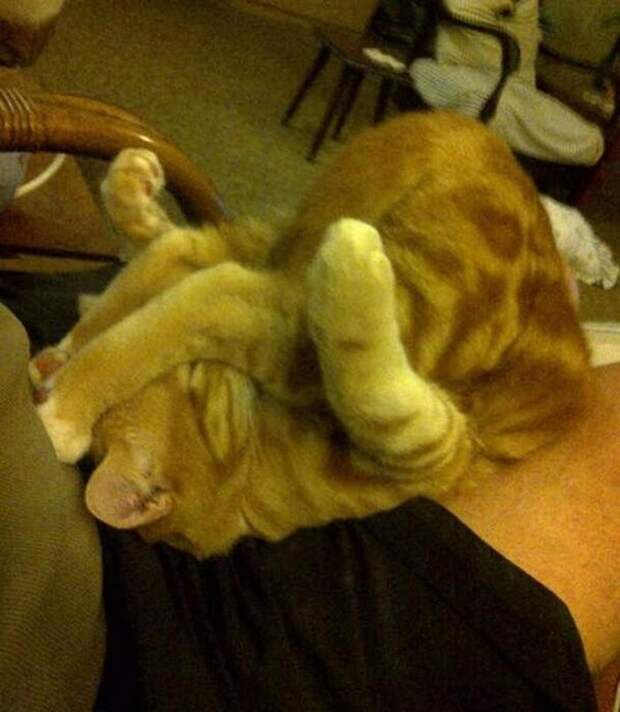 Кошка спит