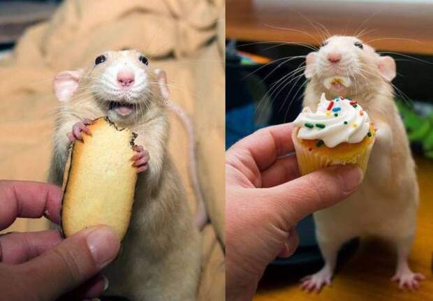 Прикольные картинки (90 фото) Прикольные картинки (90 фото)